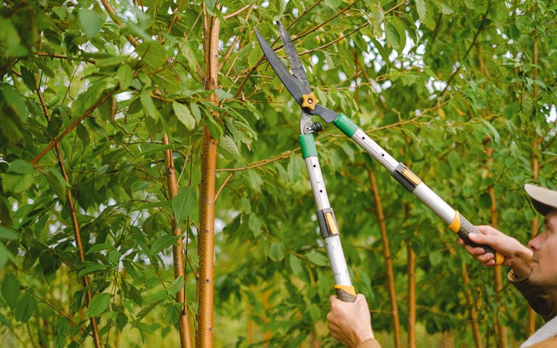 Tree trimming in White Earth, ND