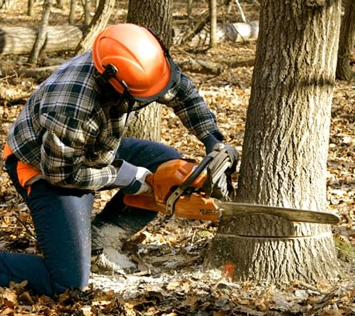 Tree Removal in White Earth, ND